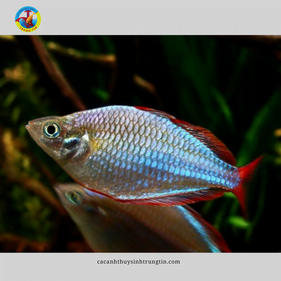 cá cầu vồng