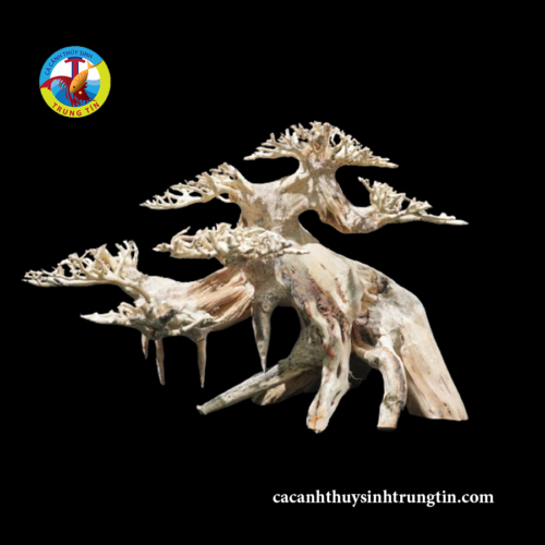 cây bon sai hồ cá nhỏ