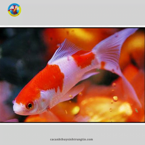 Cá Chép Nam Dương