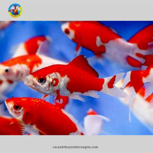 cá chép nam dương