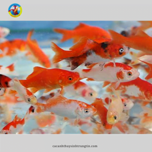 Cá Chép Nam Dương