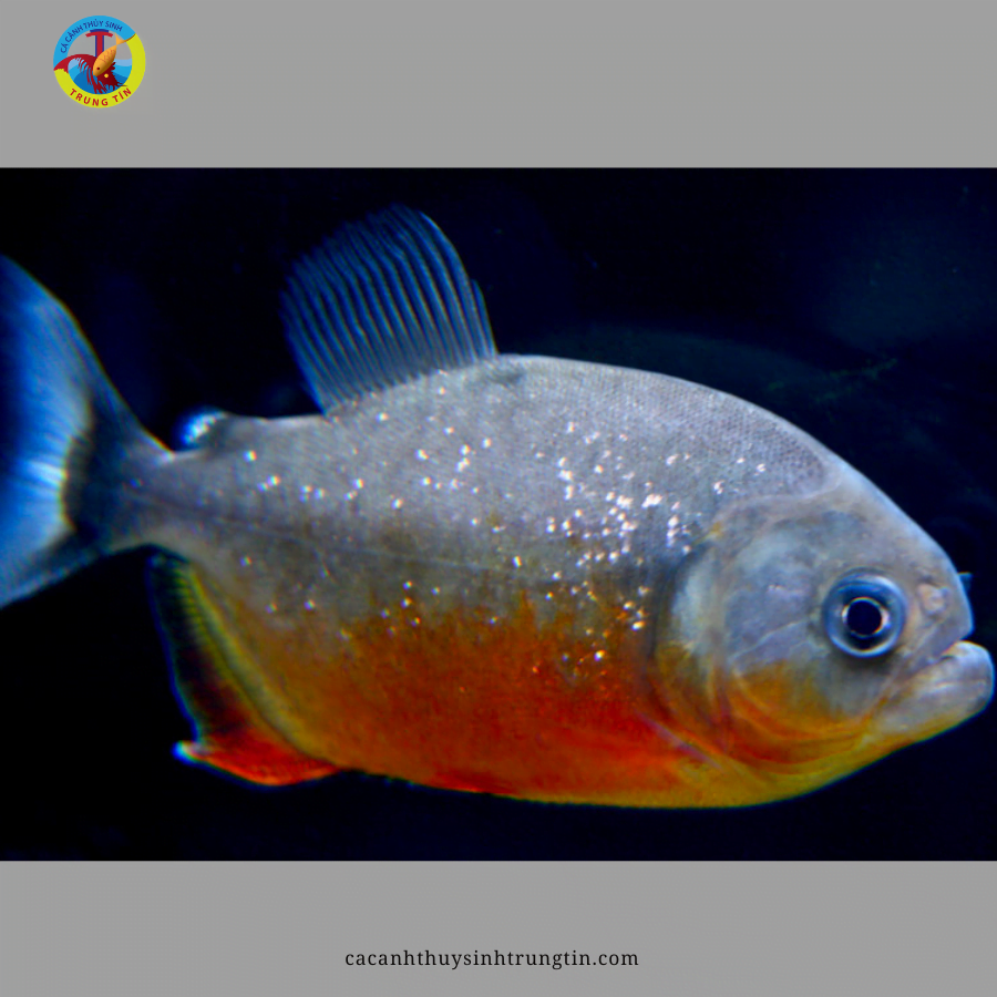 cá chim trắng - cá Piranha Bụng Đỏ