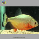 cá chim trắng - cá Piranha Bụng Đỏ