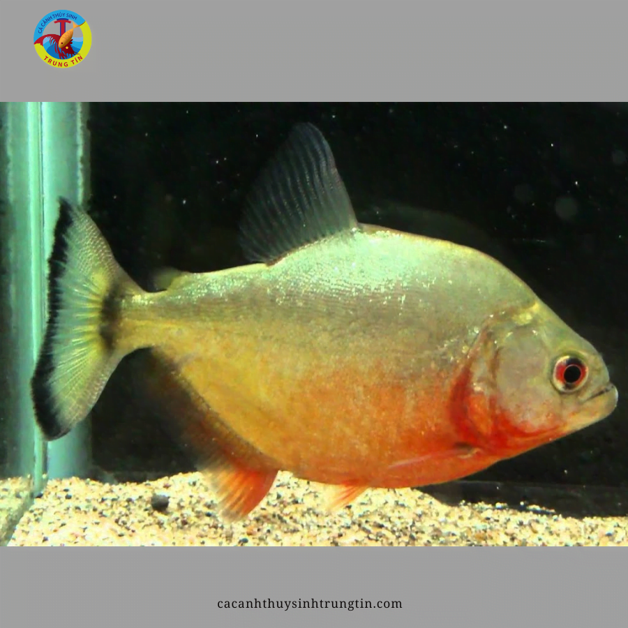 cá chim trắng - cá Piranha Bụng Đỏ