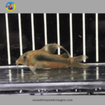 cá chuột cafe vây dài