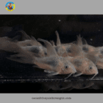 cá chuột cafe vây dài