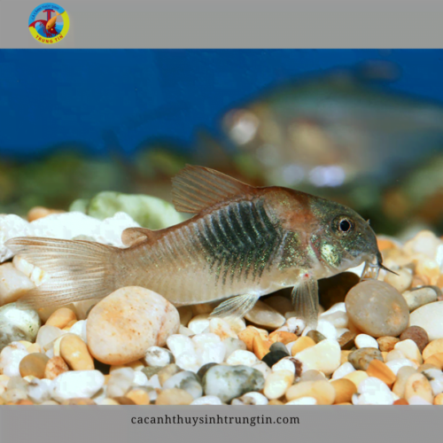 chuột cafe vây ngắn