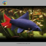 cá chuột thái lớn