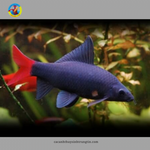 cá chuột thái lớn