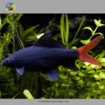 cá chuột thái lớn