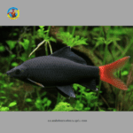 cá chuột thái lớn