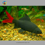 cá chuột thái lớn