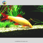 cá chuột thái vàng