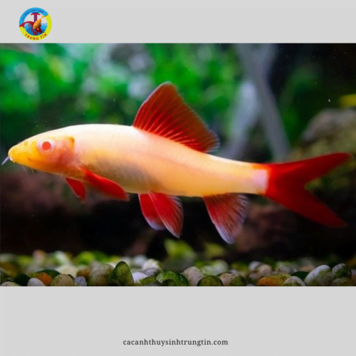 cá chuột thái vàng