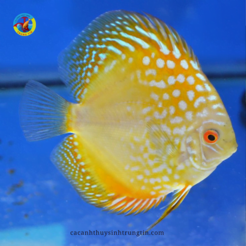 cá dĩa bồ câu vàng
