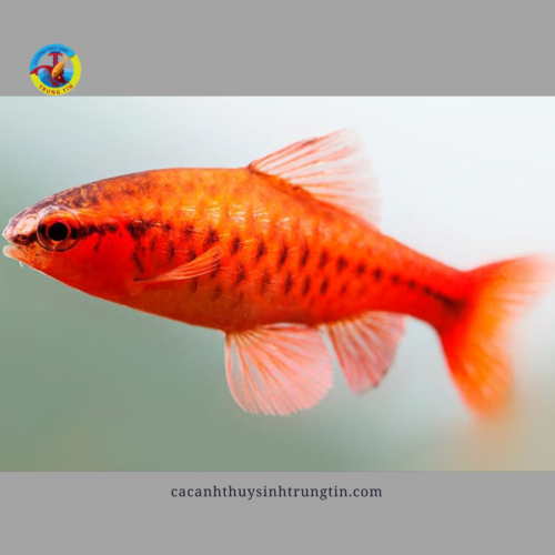 cá diếc anh đào