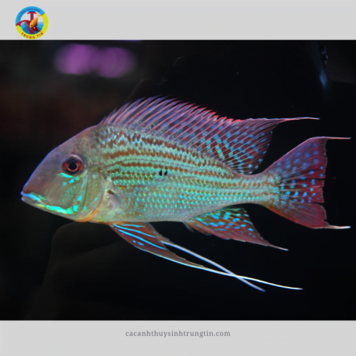 Cá Hải Hồ Abino Size S