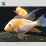 Cá Hải Hồ Abino