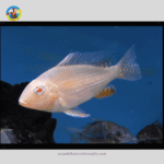 Cá Hải Hồ Abino