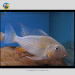 Cá Hải Hồ Abino