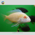 Cá Hải Hồ Abino