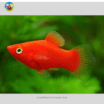 Cá Hạt Lựu Đỏ 3 Màu