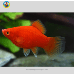 Cá Hạt Lựu Đỏ 3 màu