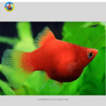 Cá Hạt Lựu Đỏ 3 Màu