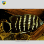 Cá Hoàng Tử Châu Phi Size M