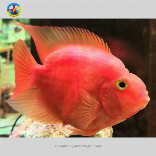 Cá Hồng Két Đỏ