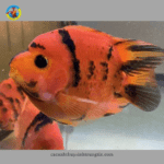 cá hồng két tiger