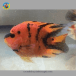 cá hồng két tiger