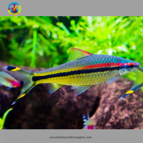 cá hồng mi ấn độ