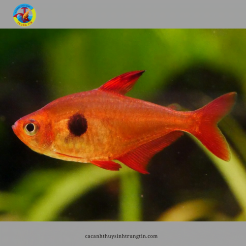 Cá Hồng Nhung Vây Ngắn