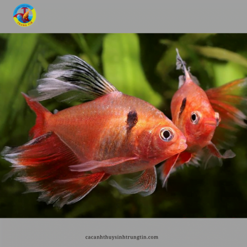 Cá Hồng Nhung Vây Dài