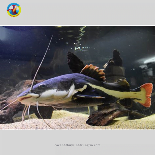 cá HỒNG VĨ MỎ VỊt