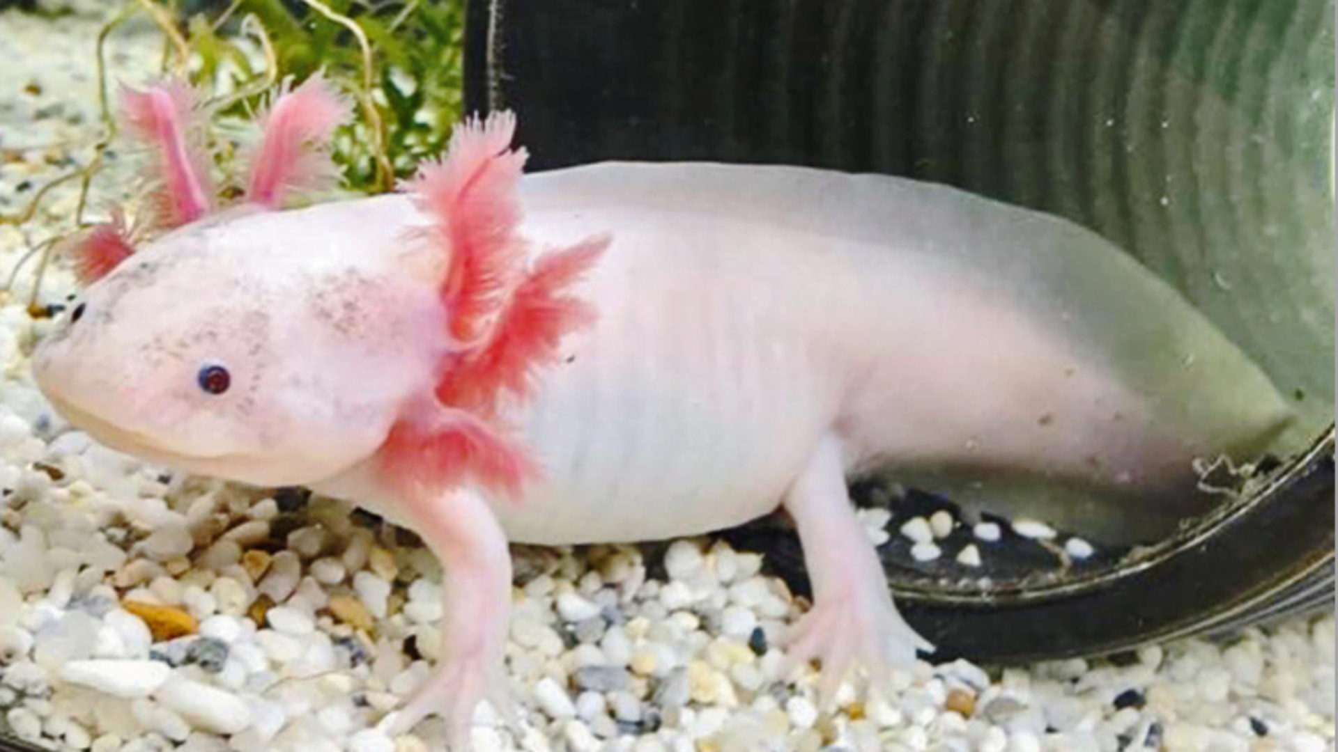 Cách Nuôi Và Chăm Sóc Cá Khủng Long 6 Sừng ( Cá Axolotl)