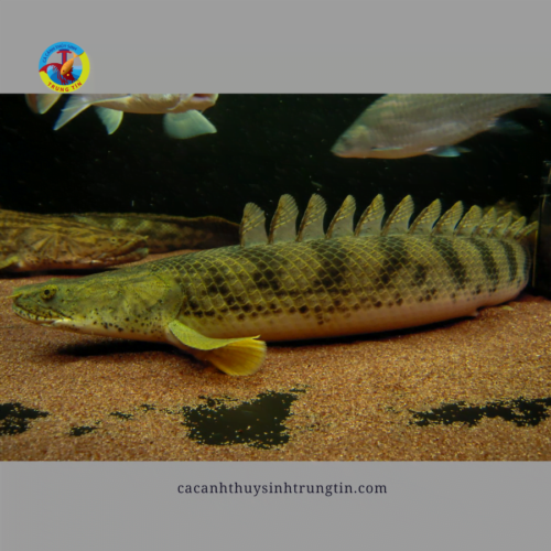 cá khủng long hoàng đế