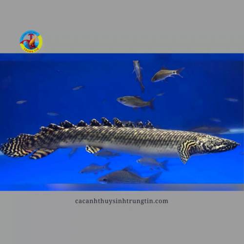 cá khủng long hoàng đế