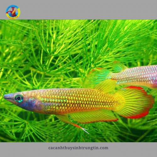 Cá Kili Đầu Bạc