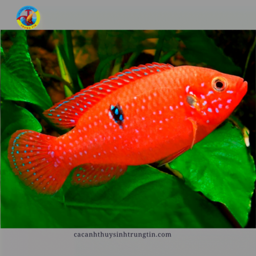 cá kim cương đỏ