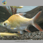Cá Kim Ngân