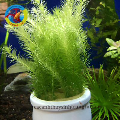 Cây chồn mini (bạc đầu bông)