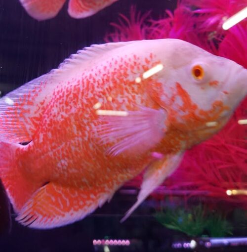 Cá Tai Tượng Albino (tai tượng vàng)