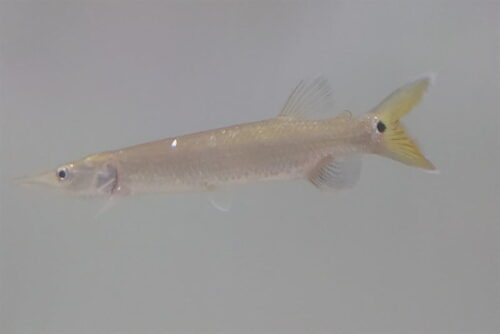 Cá Xấu Đuôi Tim