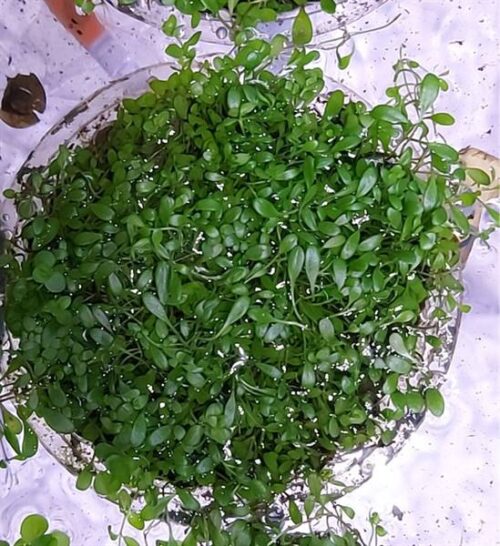 Cây Trân Châu Nhật