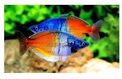 Cá Thạch Mỹ Nhân (..cm)