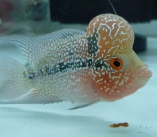 Cá La Hán Size 12-14