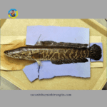 cá lóc hỏa tiễn