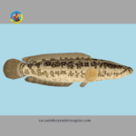 cá lóc hỏa tiễn